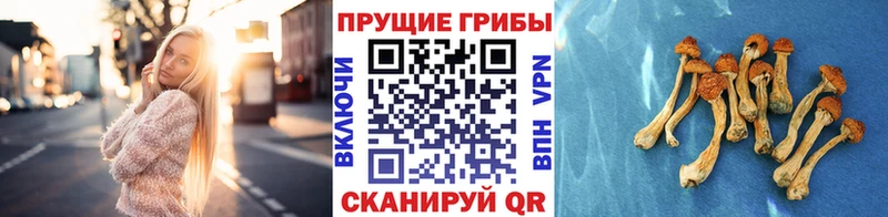 Псилоцибиновые грибы Psilocybine cubensis  Кинешма 